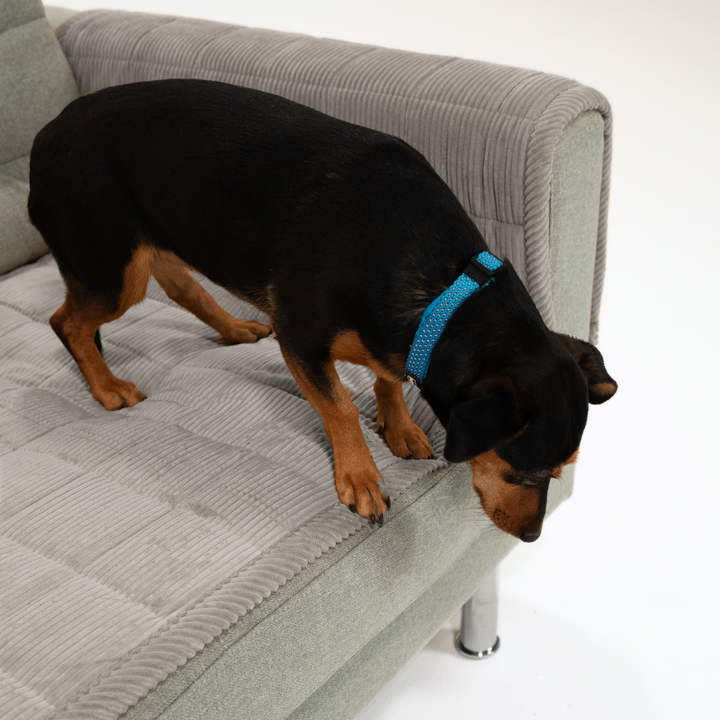 Sofa Guard - Soft in Aktion